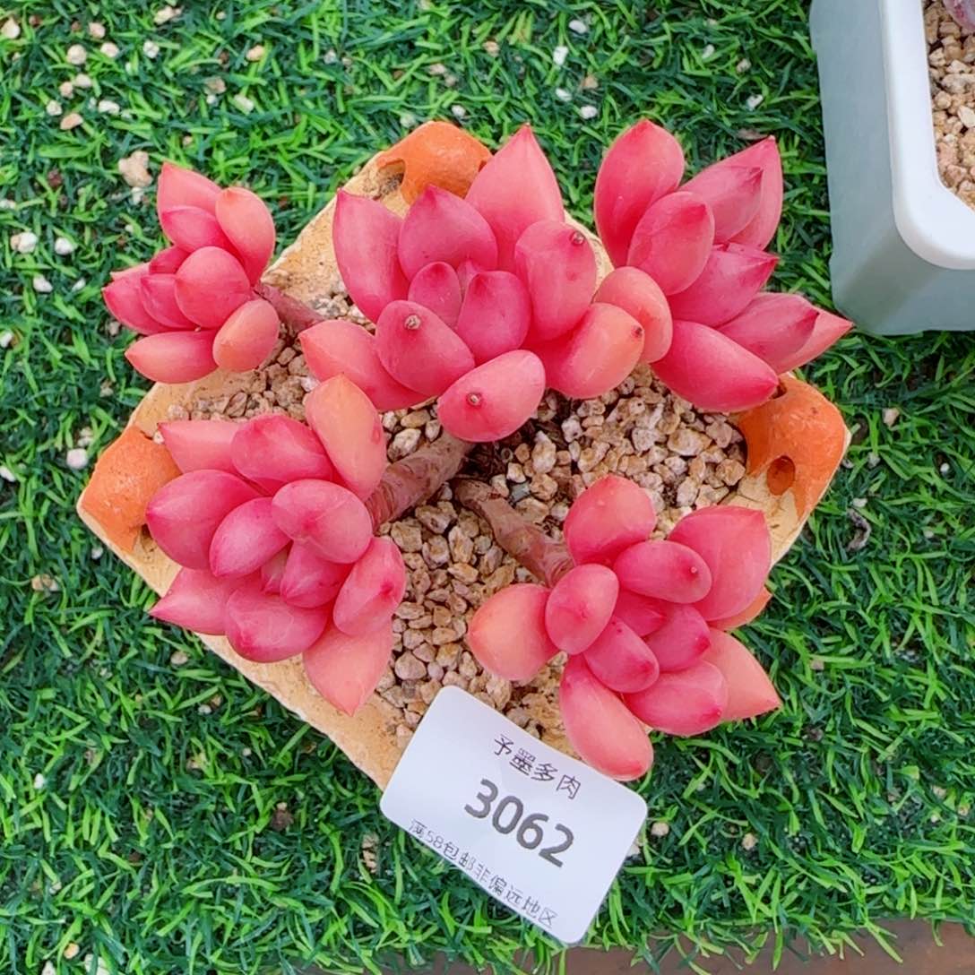 桃花源无砍，3062多肉