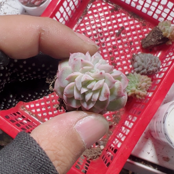 小*宝石化缀化多肉植物大战