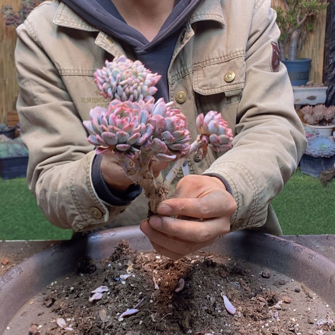 陈*F125号玛瑙缀多肉