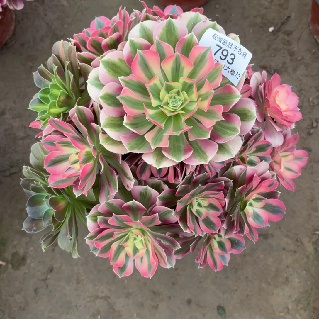 793粉女巫阴阳多肉植物