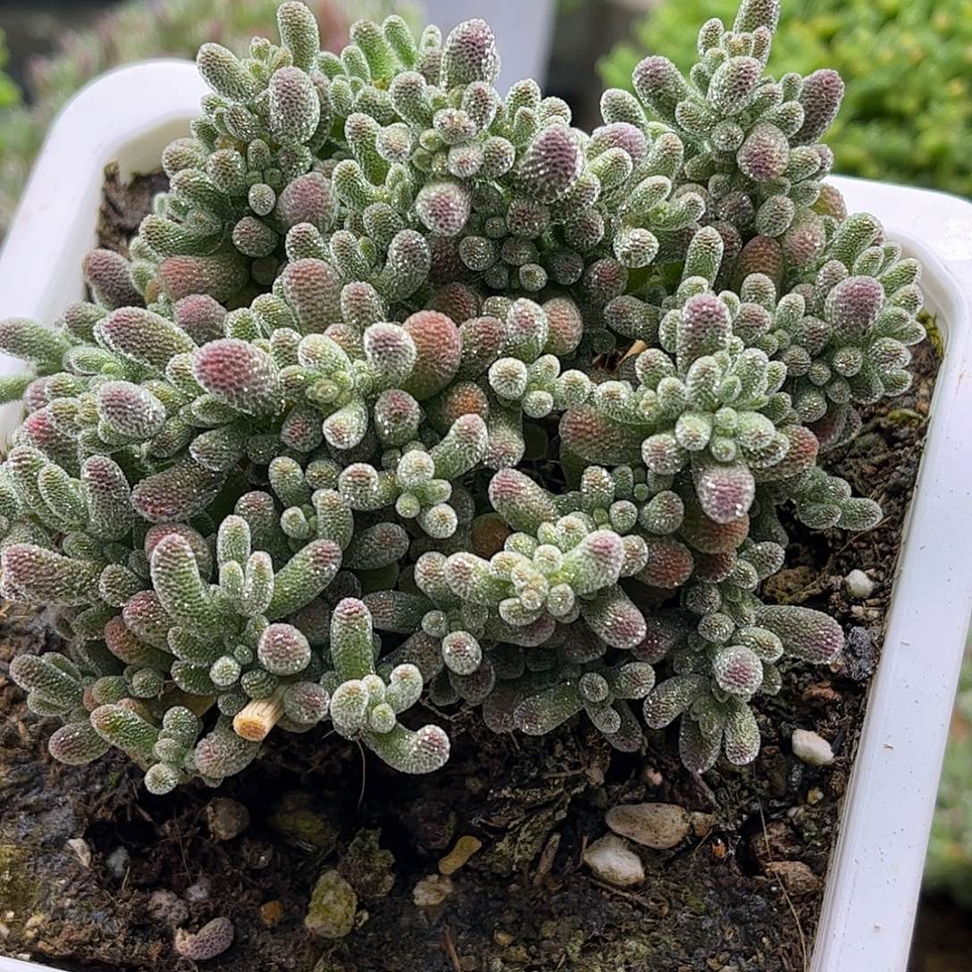 11五彩冰晶优选枝干番杏