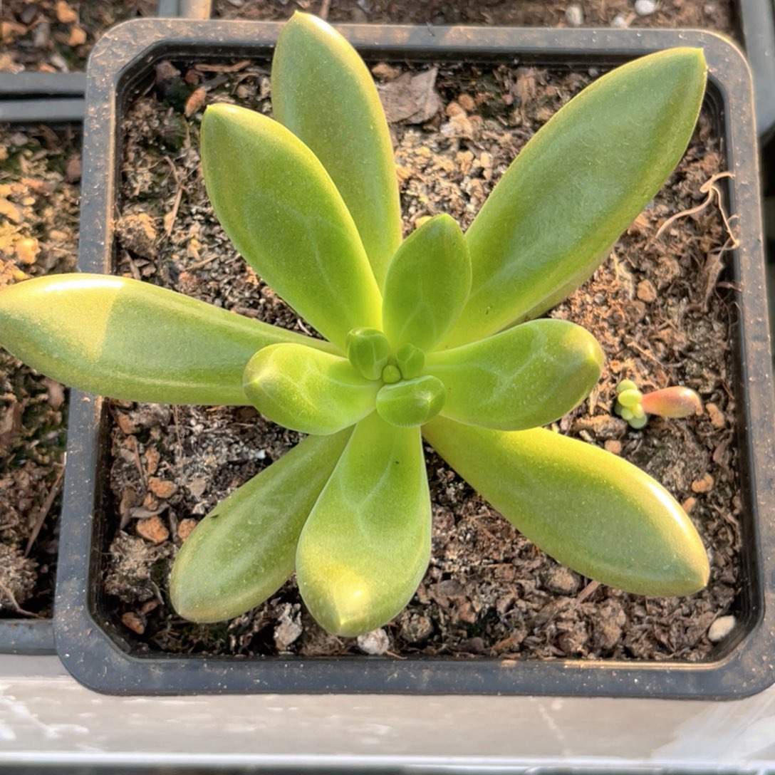 曦***曦美人系多肉植物发货