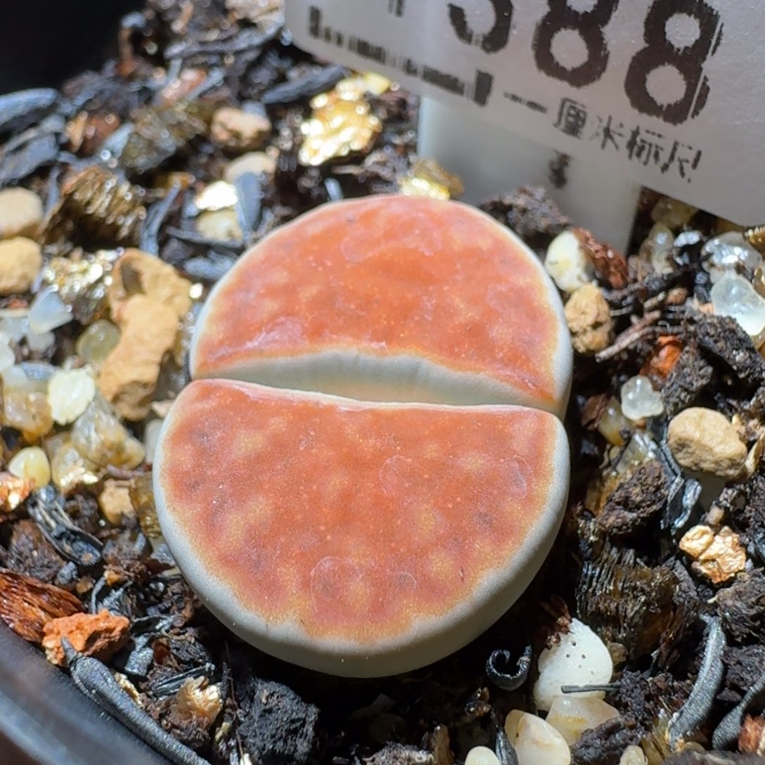 高品质屁屁清清清1388