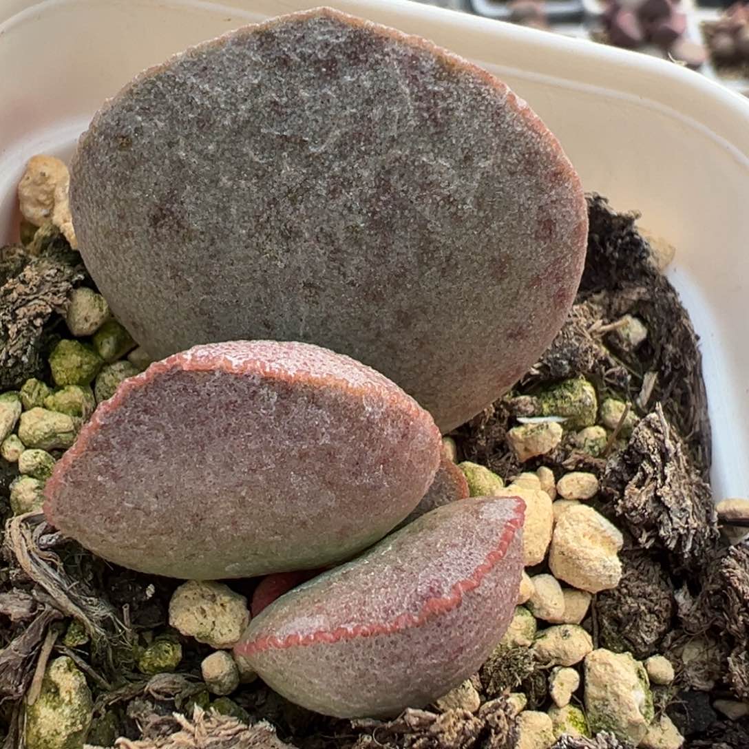 实生底叶苗纹路款多肉植物