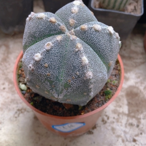 五角仙人球5米仙人球