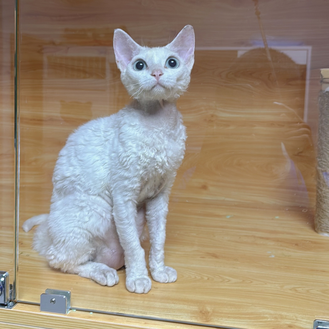 纯白德文猫，蓝眼睛