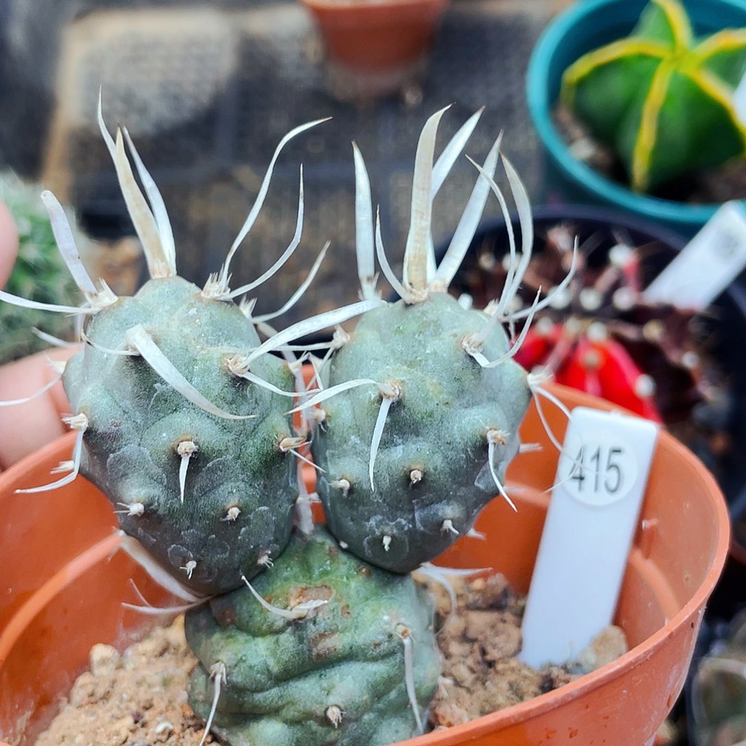 掉头不售后非偏远地区25包邮仙人球