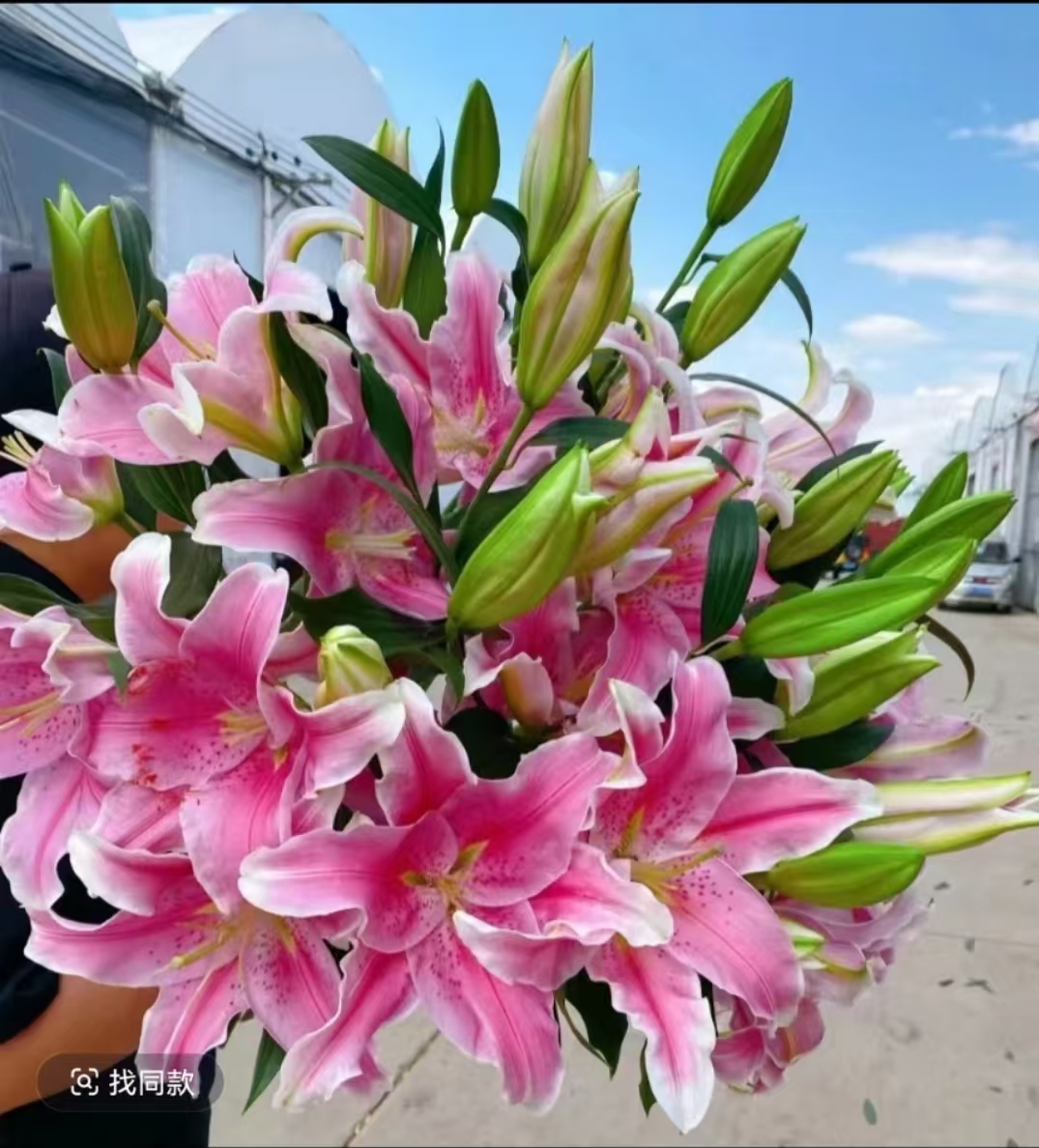 【粉百合】香水百合 云南昆明基地鲜花室内花鲜切花 客厅家居摆