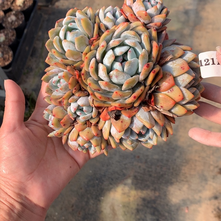 121136十头嗯嗯嗯嗯嗯嗯好喜欢