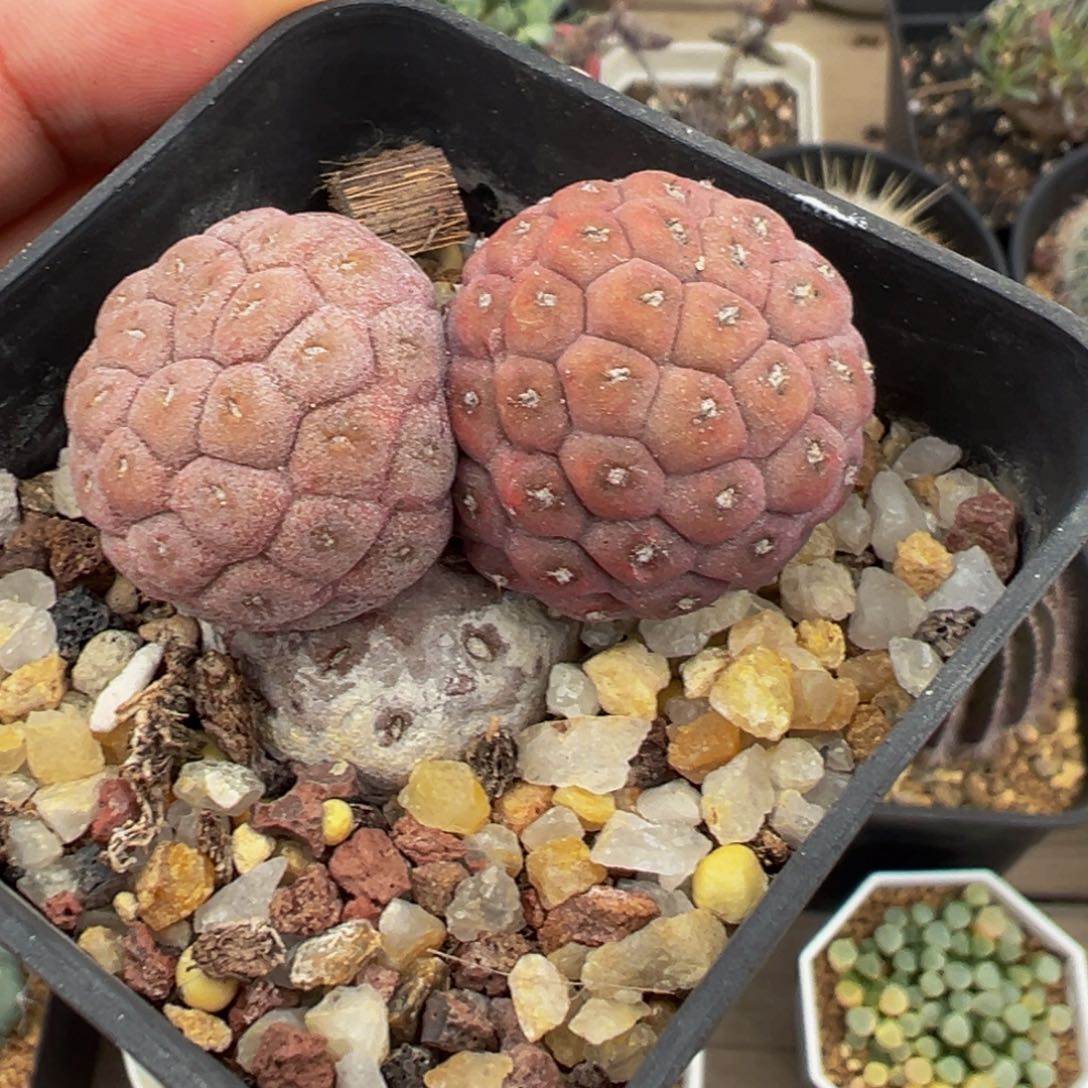 习志野不爱生崽儿多肉植物带盆土