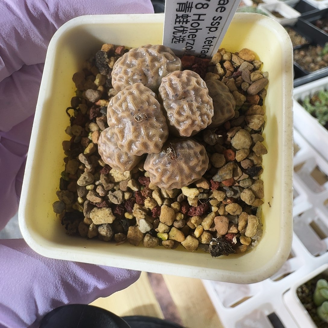 凯***呢多肉植物好看风铃超烧