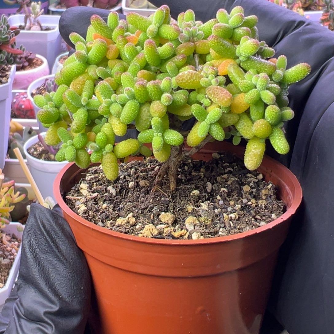 多肉植物枝干金桔炸