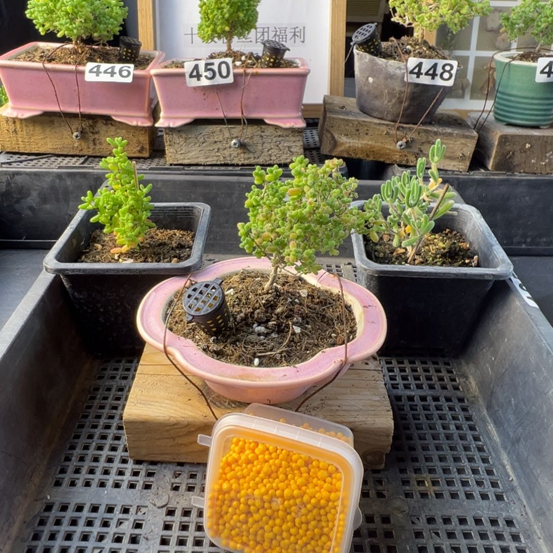 枝干番杏多肉植物456乐