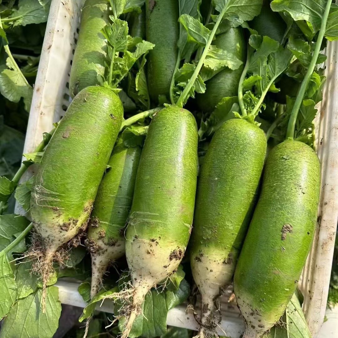 山西新鲜青皮萝卜现挖现发有辣味可生吃营养丰富农家菜