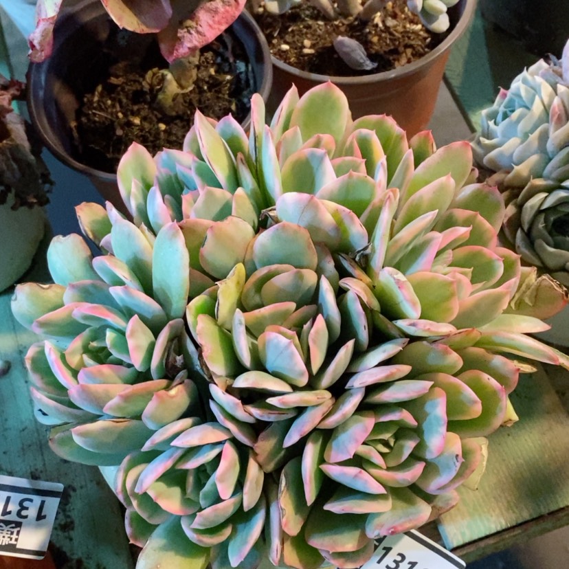 【闪购商品】绮罗锦13167