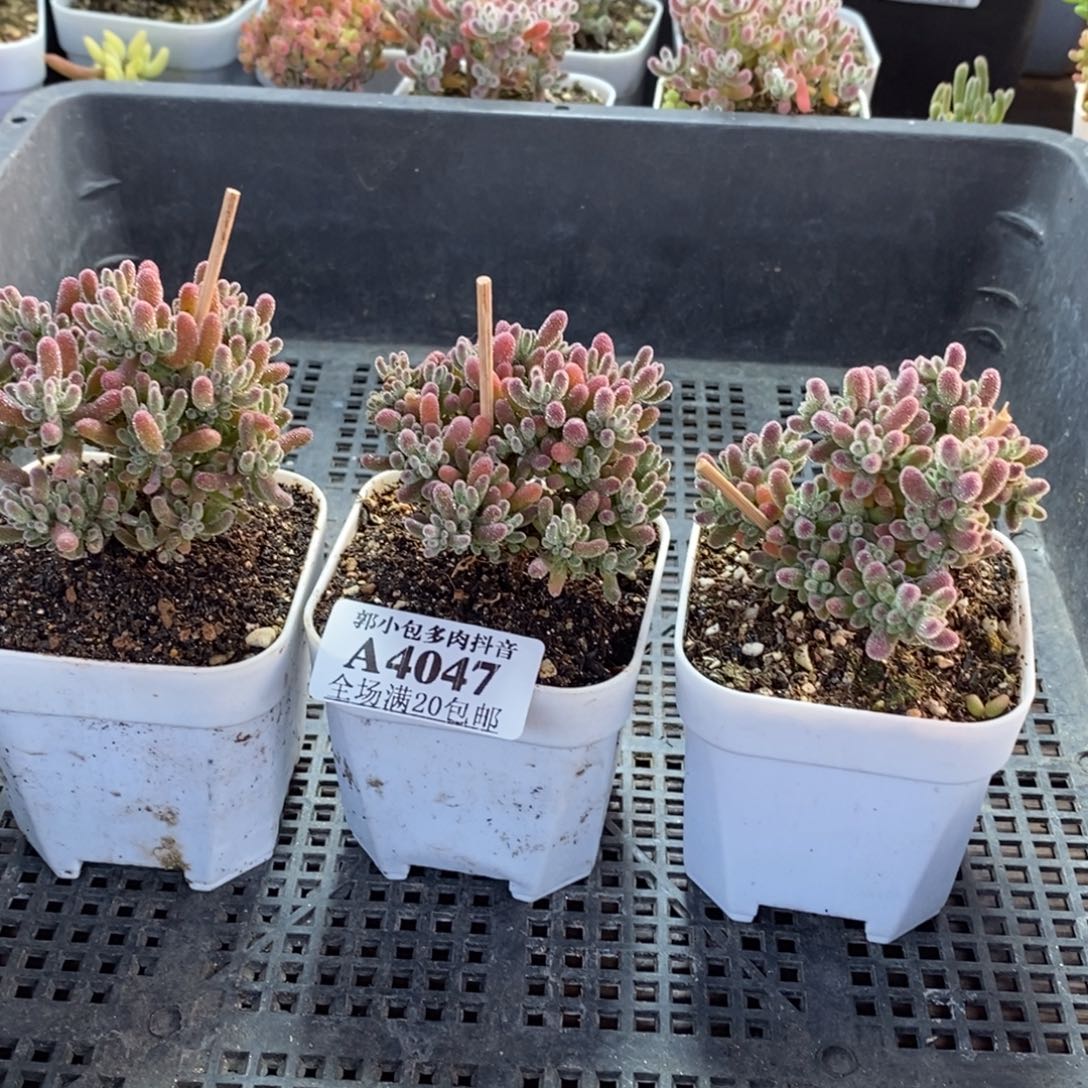 水***烟优选冰晶组合4047