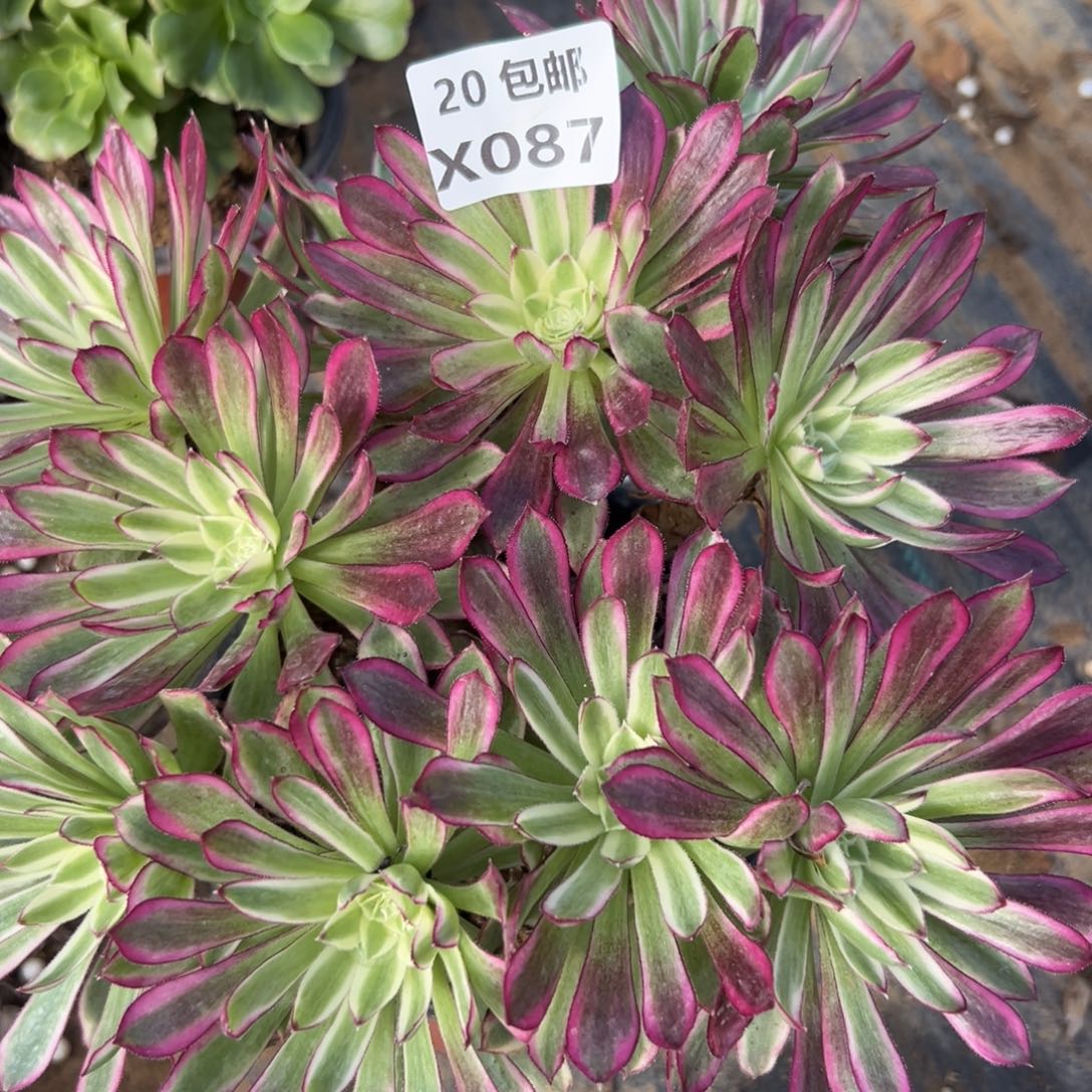 此***远087仙墨，满20包邮嘟叮熊