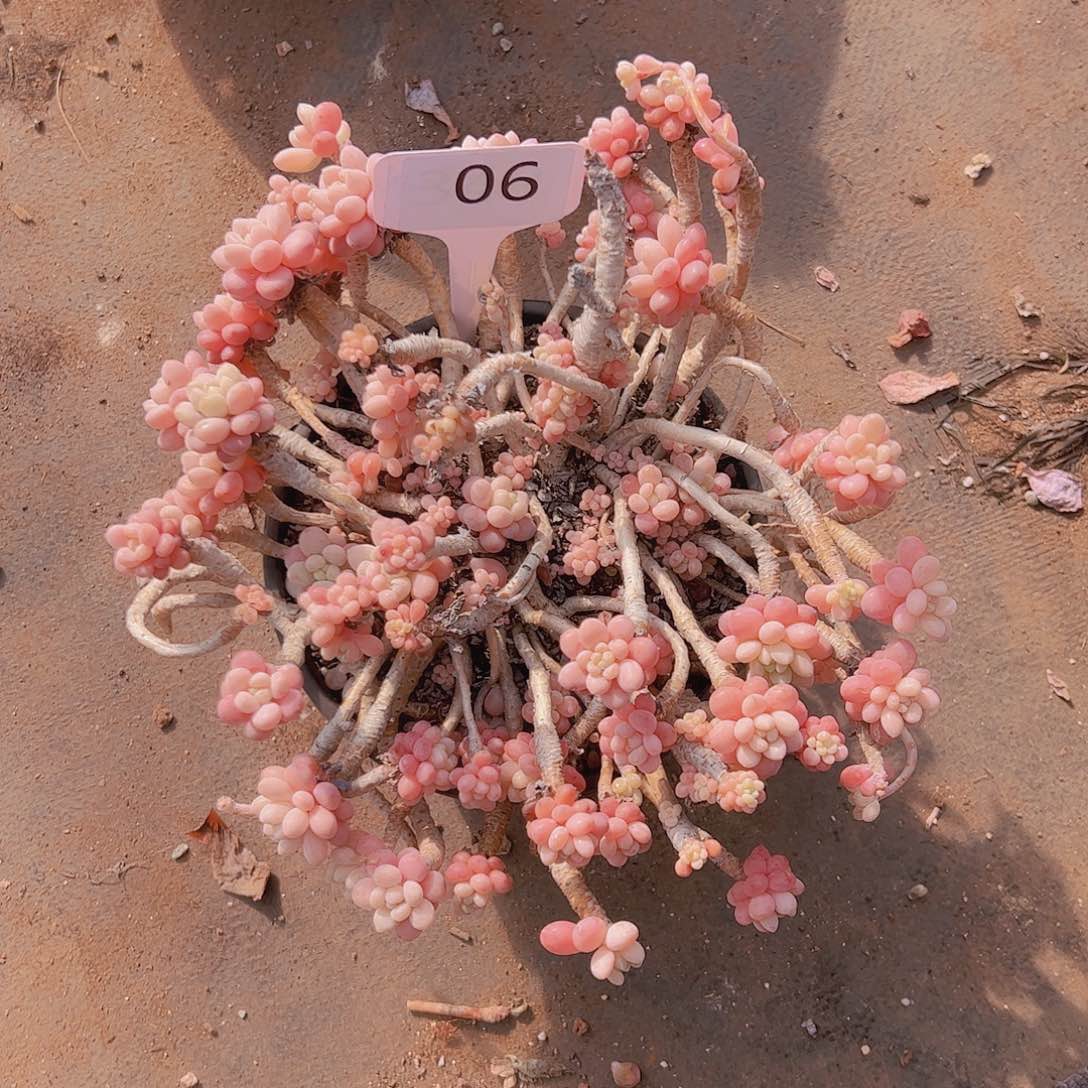 水****心06鱼子酱20不售后