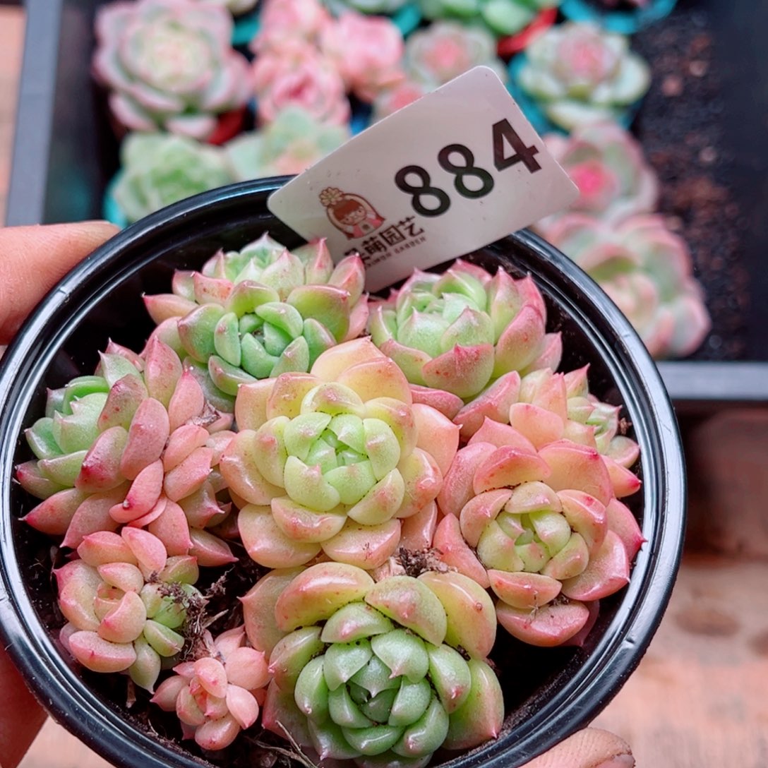 多肉植物多肉植物