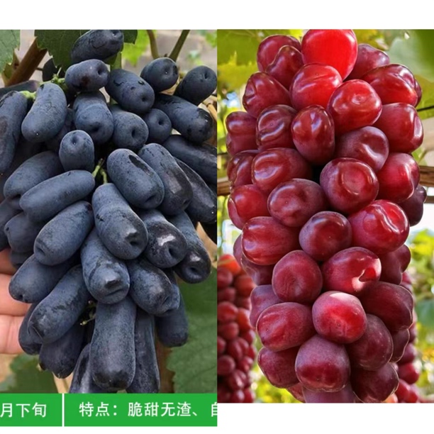 浪漫红颜+蓝宝石 葡萄苗 无籽 （裸根苗）新疆本地发货 包邮