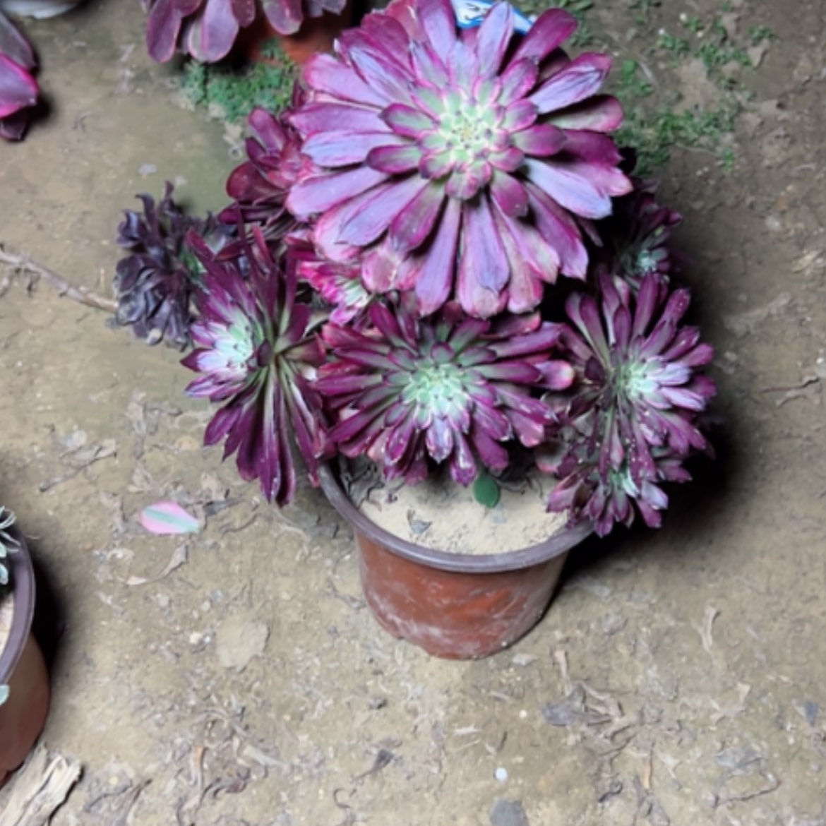 【闪购商品】多肉植物黑妖姬72