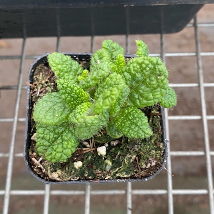伯克利和格蕾纳等人