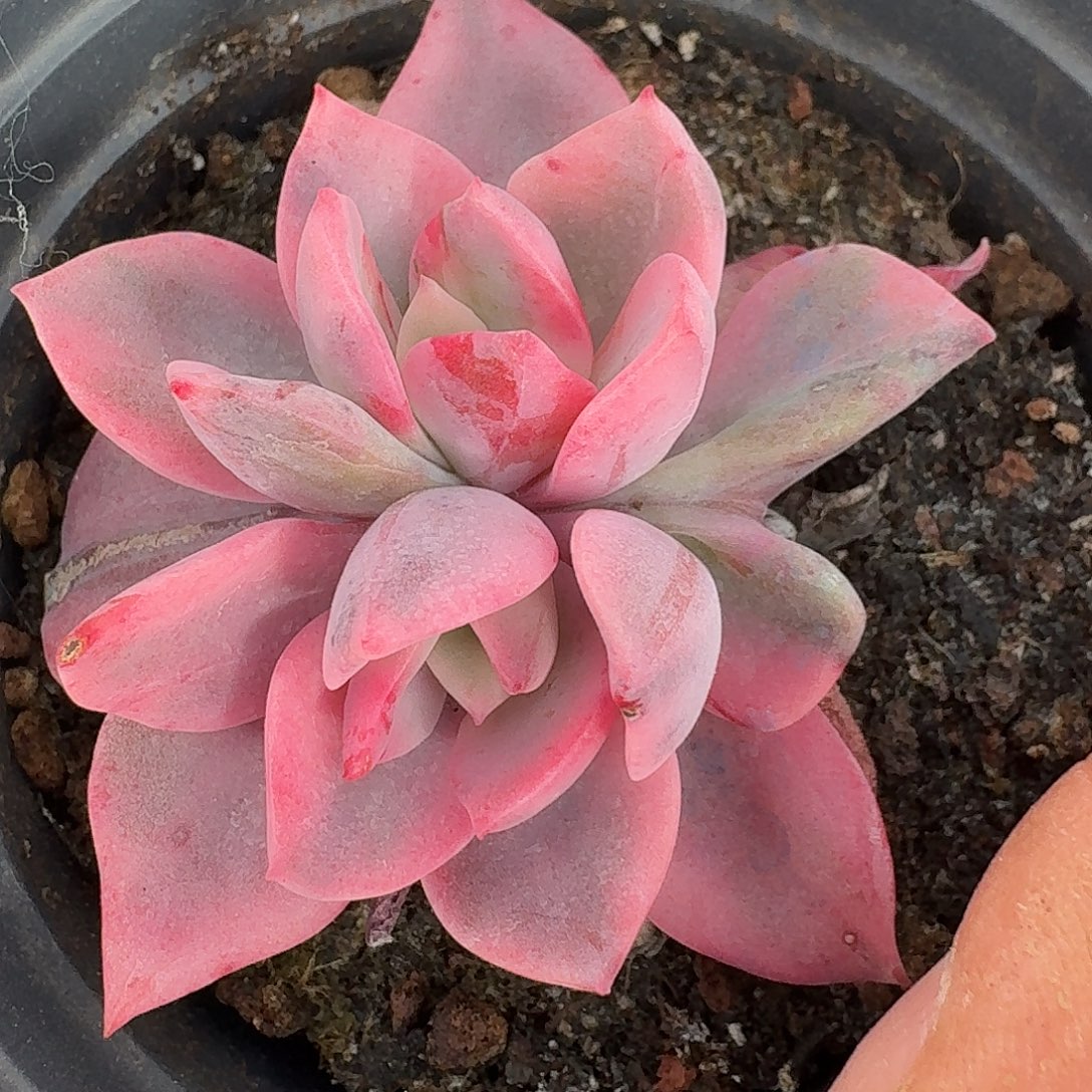 粉哈林一物一拍好看