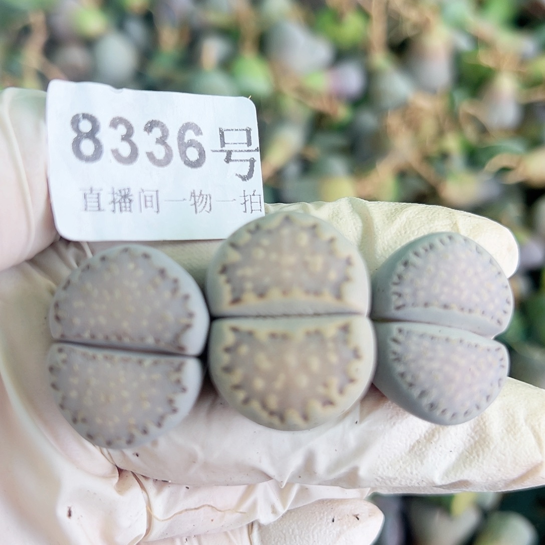 8336五年大饼干3个2.5cm左右