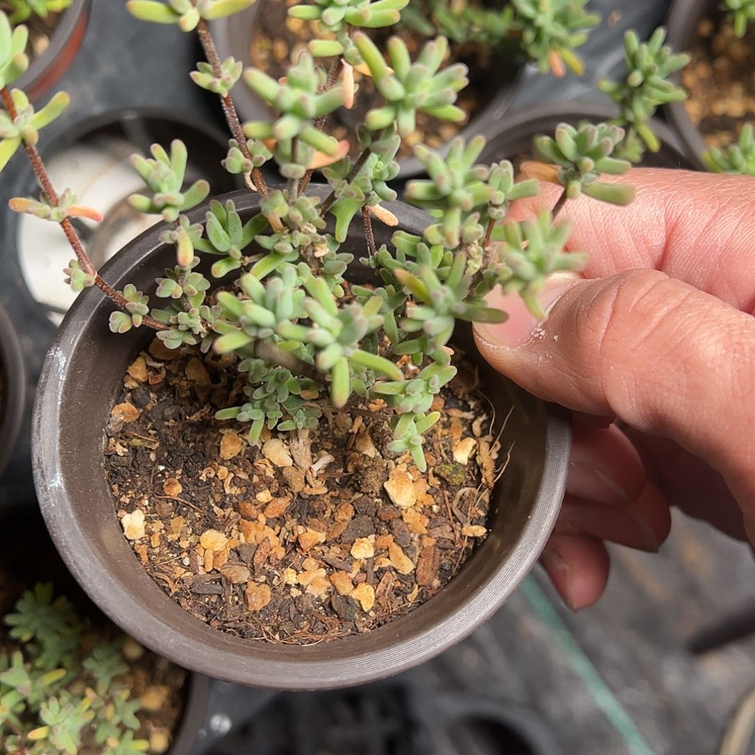 水晶海葵老桩90杯精品