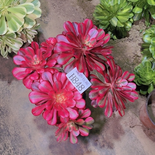 848香奈儿多肉植物