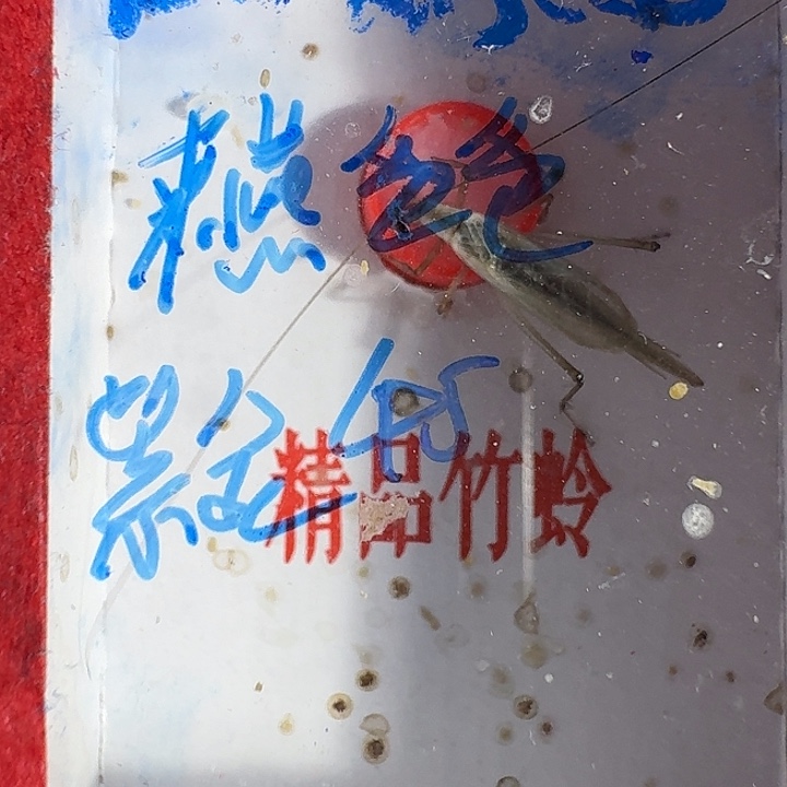 来***爸蟋蟀11111111111111