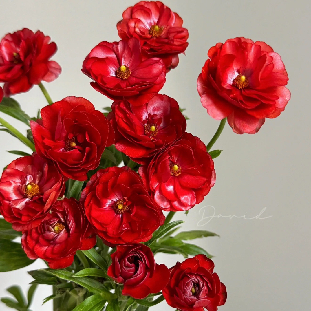 【蝴蝶洋牡丹】红色 拍满三单顺丰空运包邮鲜切花5支家居花店插花