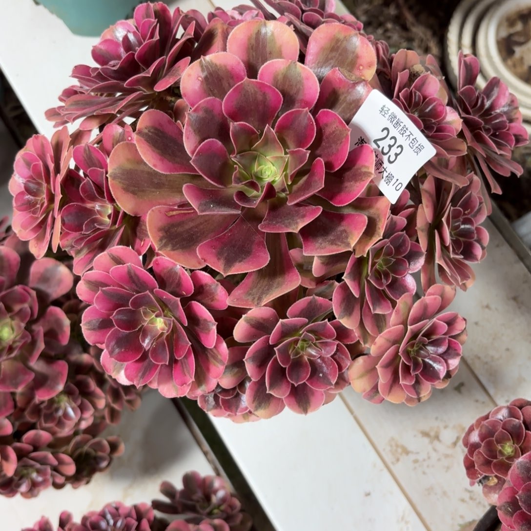 233美杜莎多肉植物法师