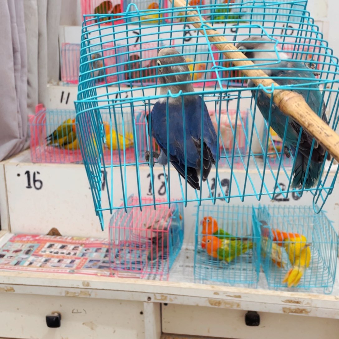 桃脸牡丹鹦鹉渲**别