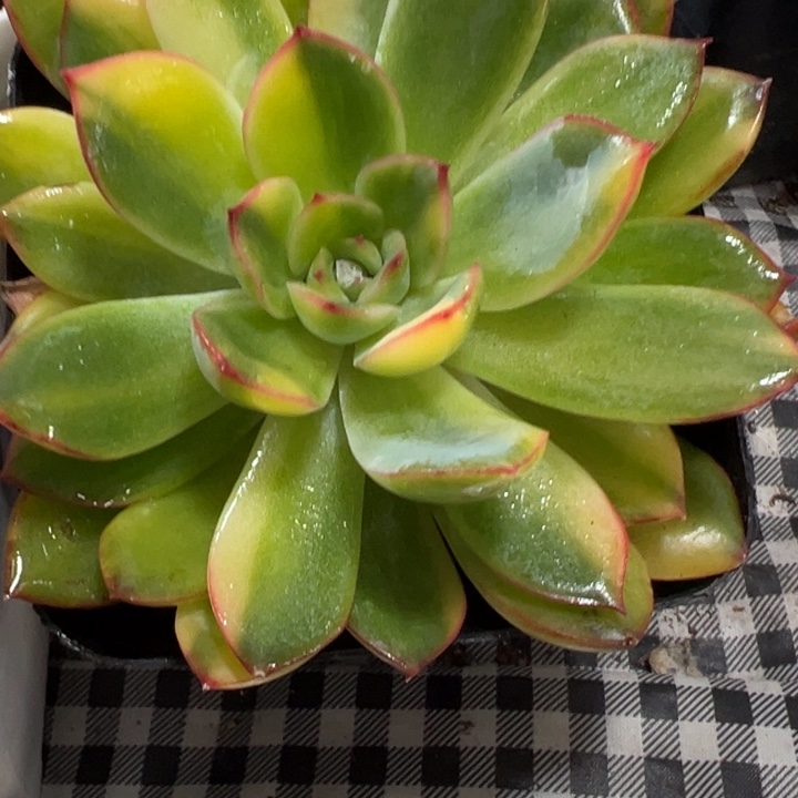 雨燕锦多肉植物580