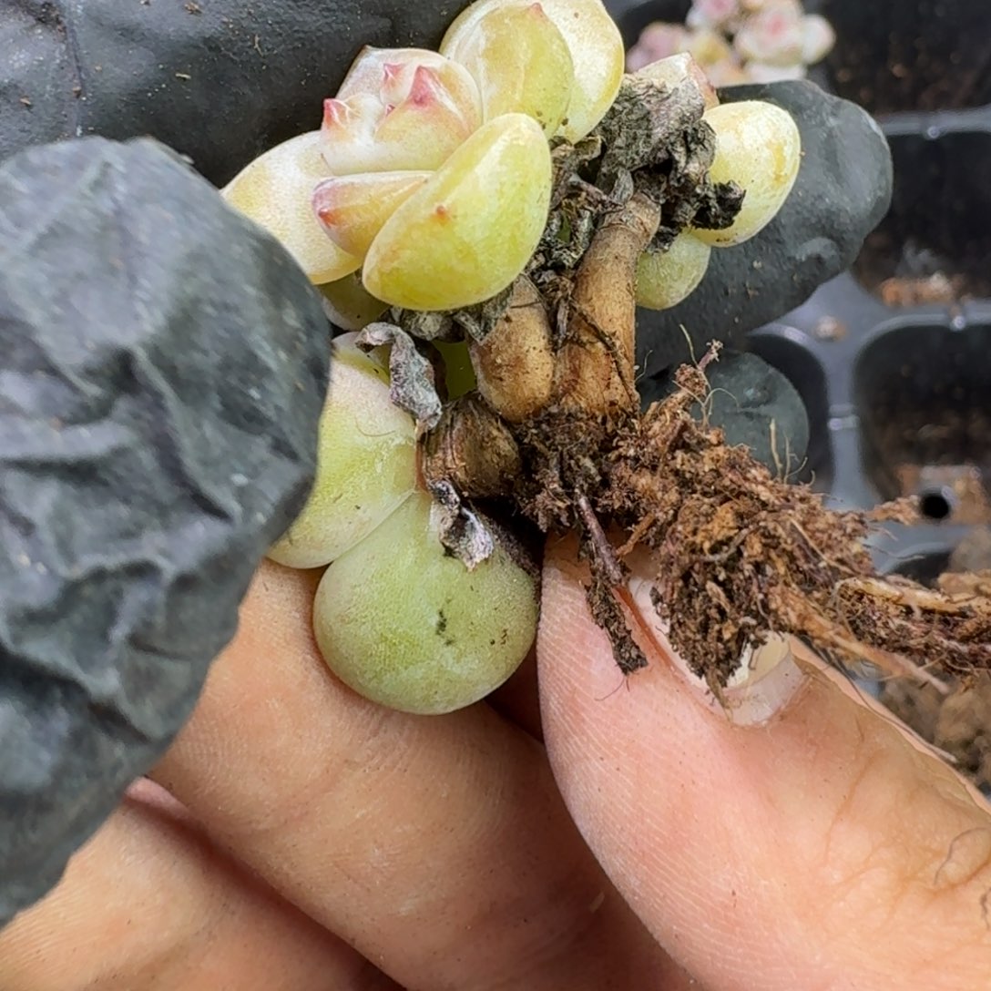 39 号到1框，江北多肉