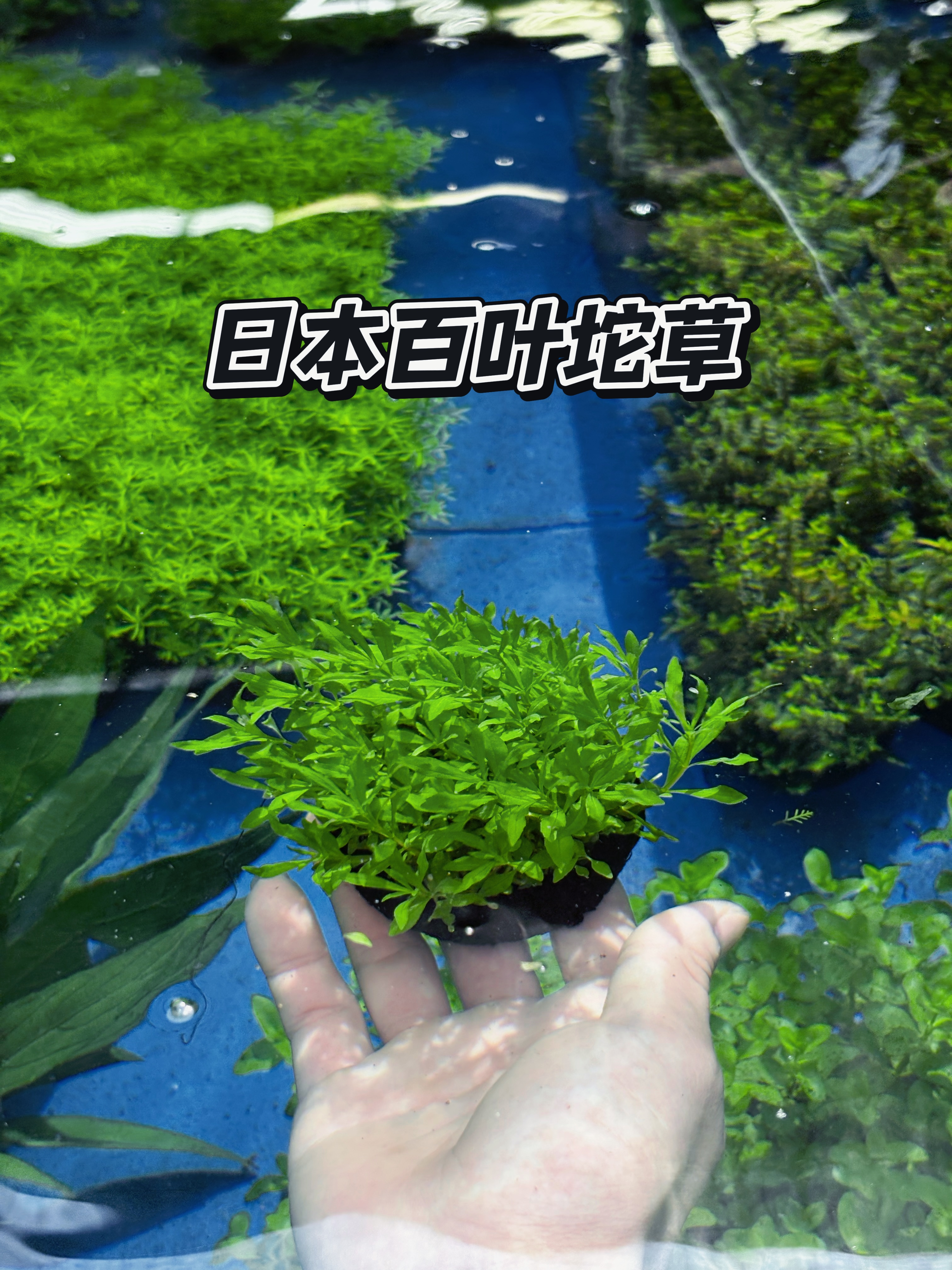 日本百叶水草坨草 新手懒人水草 无需底砂前中景净化增氧造景水草