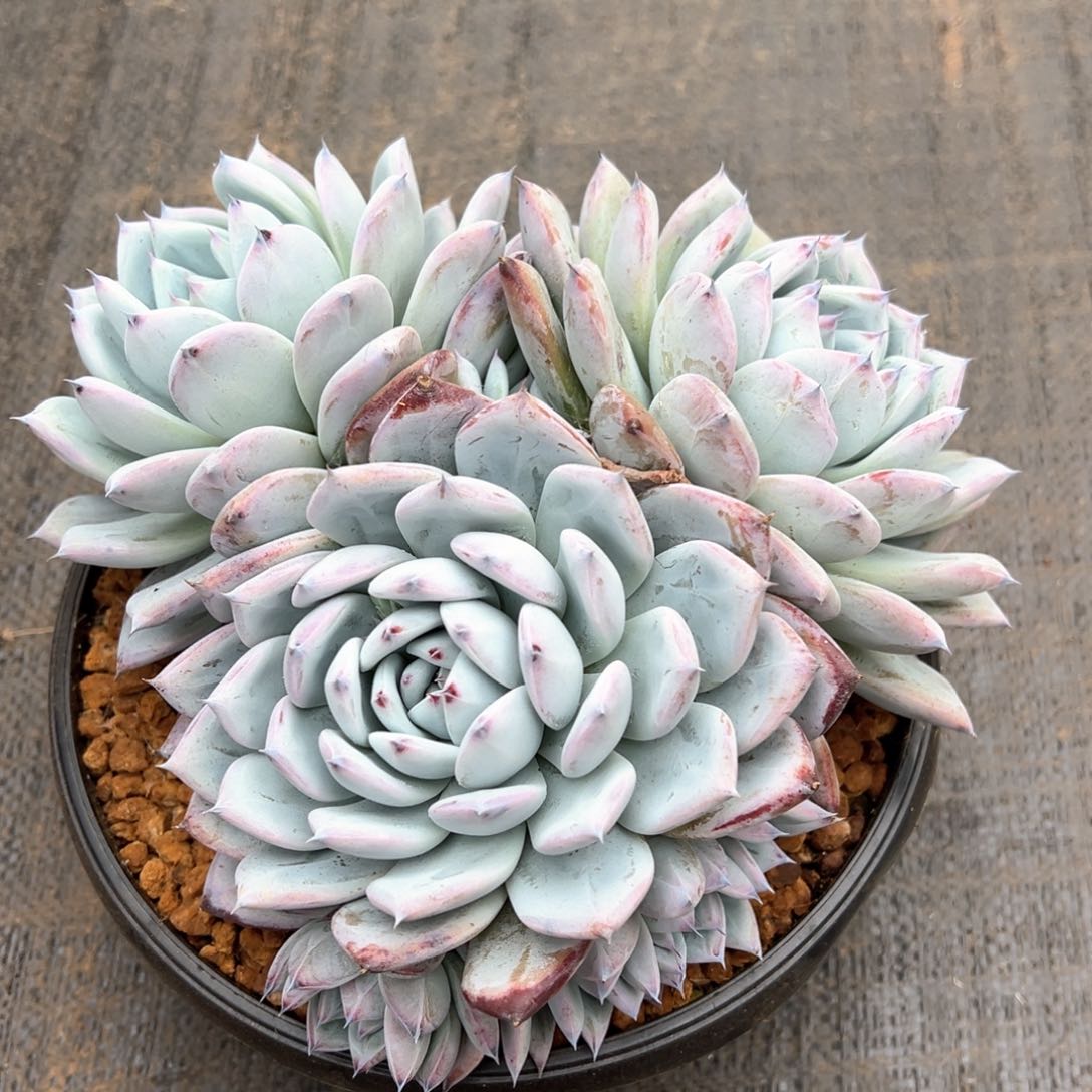 紫卡大群潜力股多肉植物