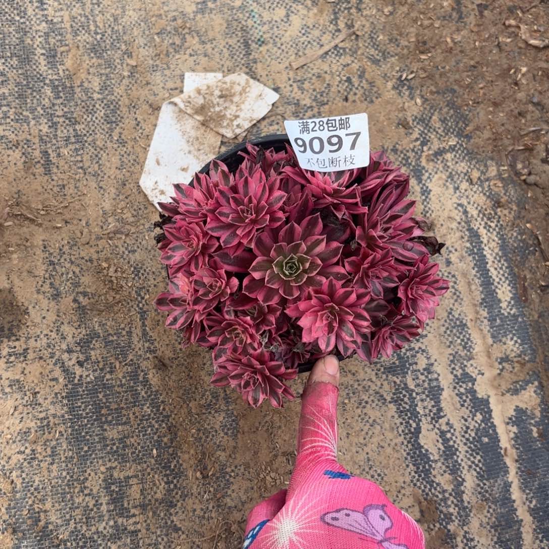 M. 9097凤凰超白多肉，ade