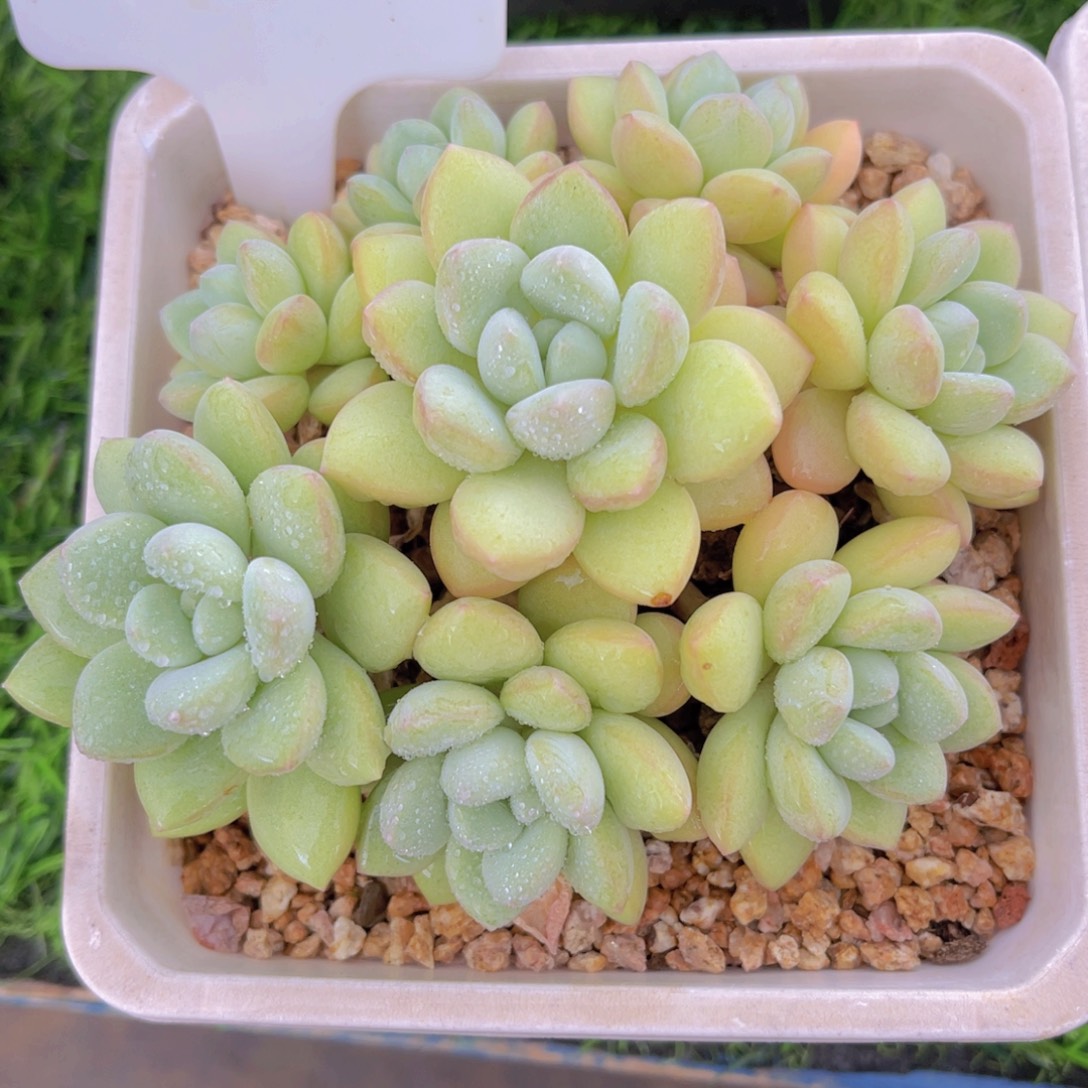 莹***258号多肉植物一物一拍