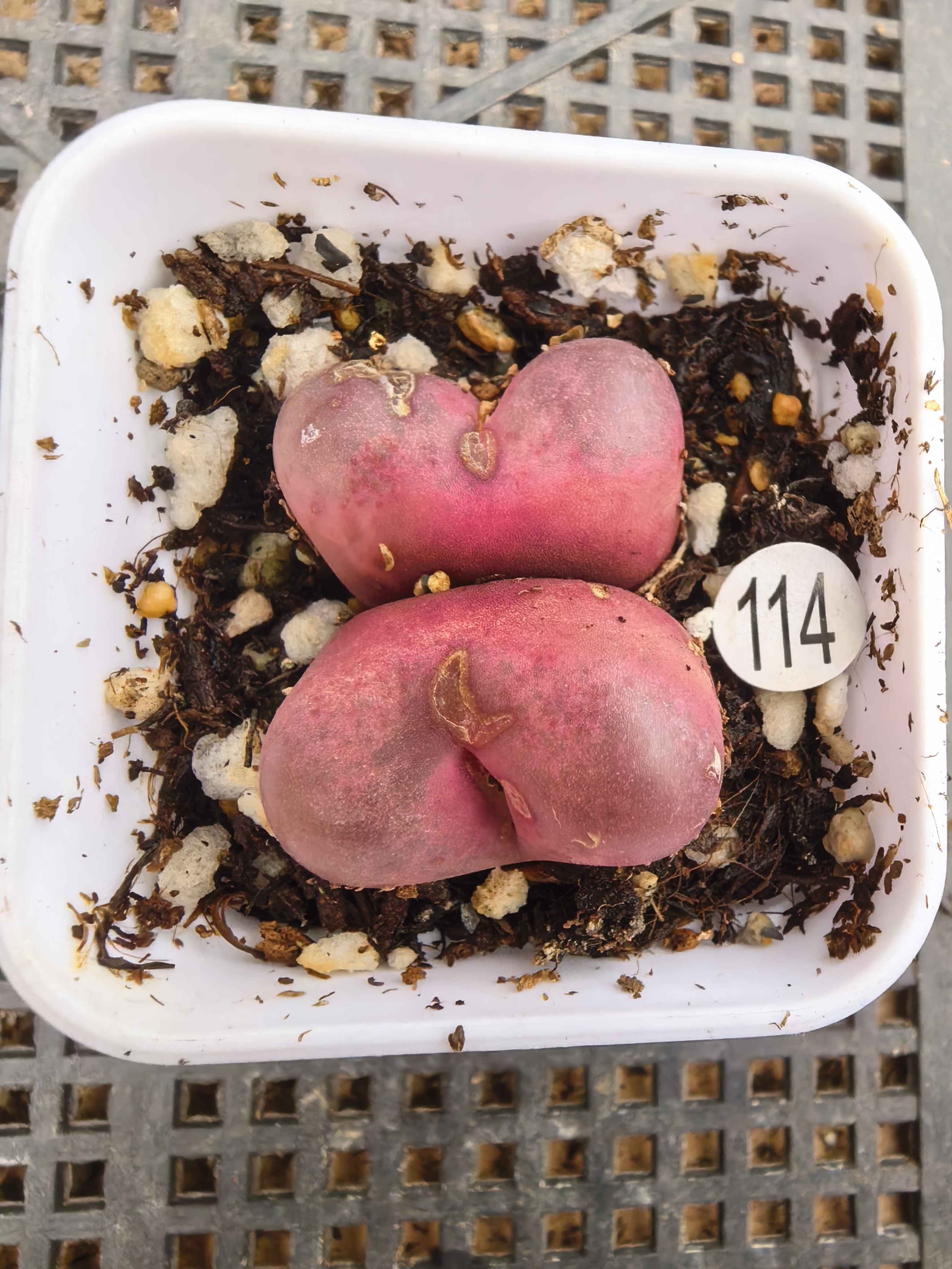 2.4/2.6cm（瑕疵）多肉植物