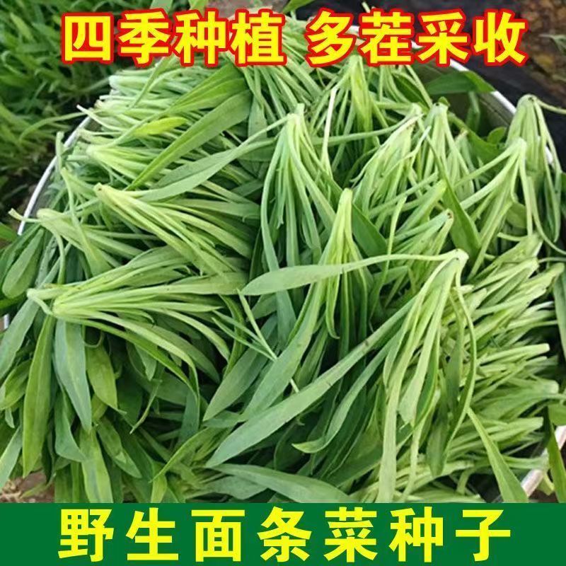 【全店拼满5包包邮】野菜面条菜种子南方冻不死正宗面条菜