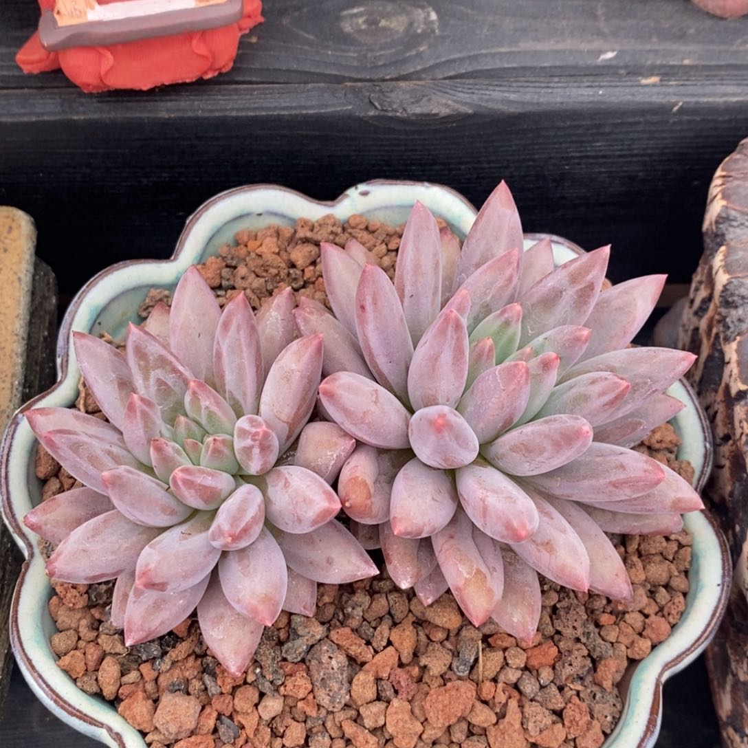 红蜻蜓多肉植物盆栽