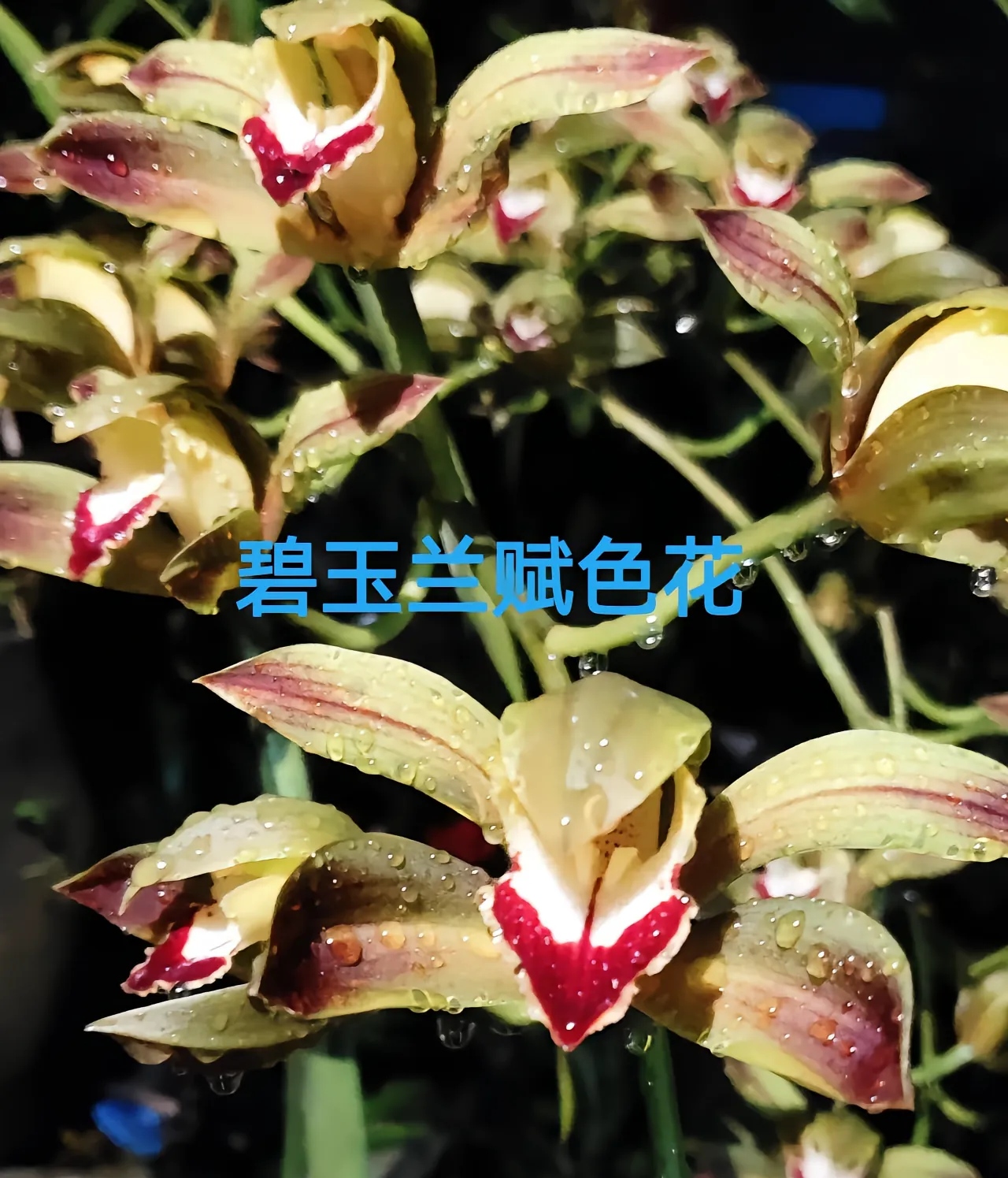  虎头兰红嘴鸥一杆多花，淡淡清香