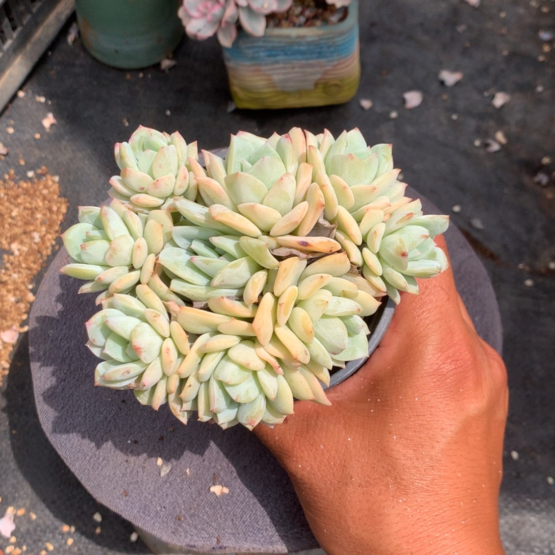 我们就像两块砖都能