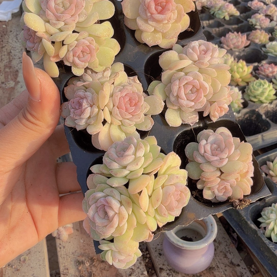 直播福利一物一拍30