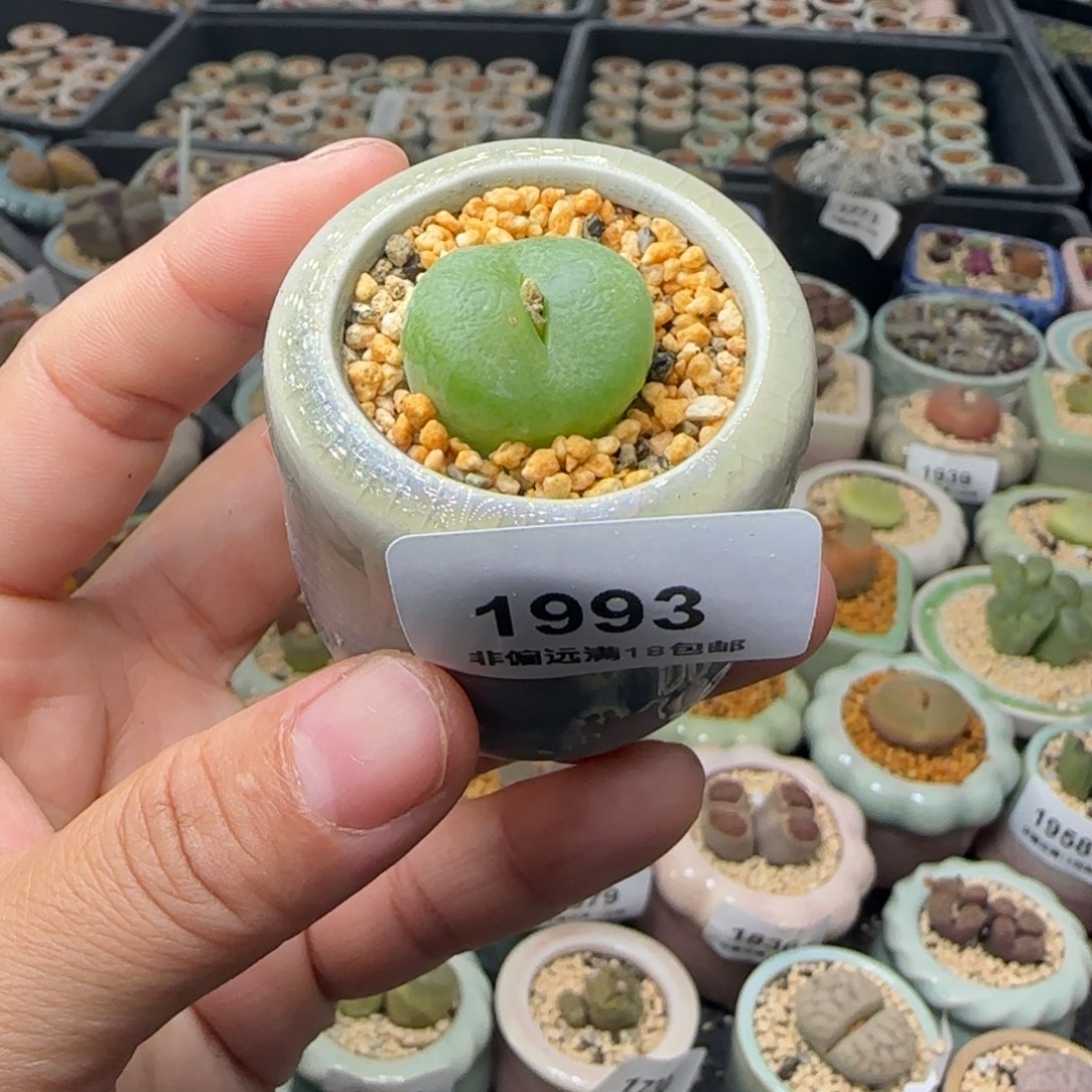 1993--一物一拍 带盆