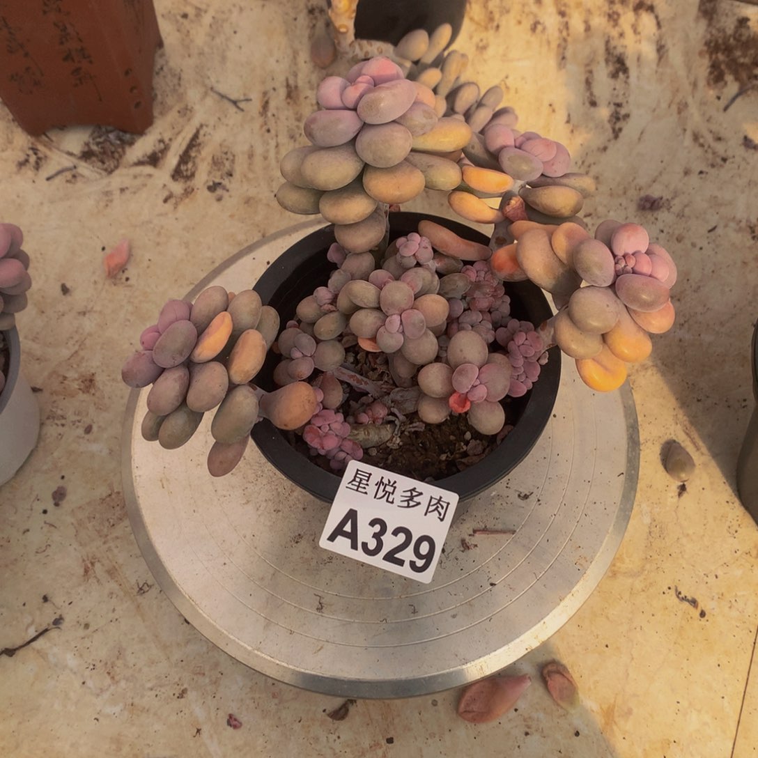 星悦多肉          A329