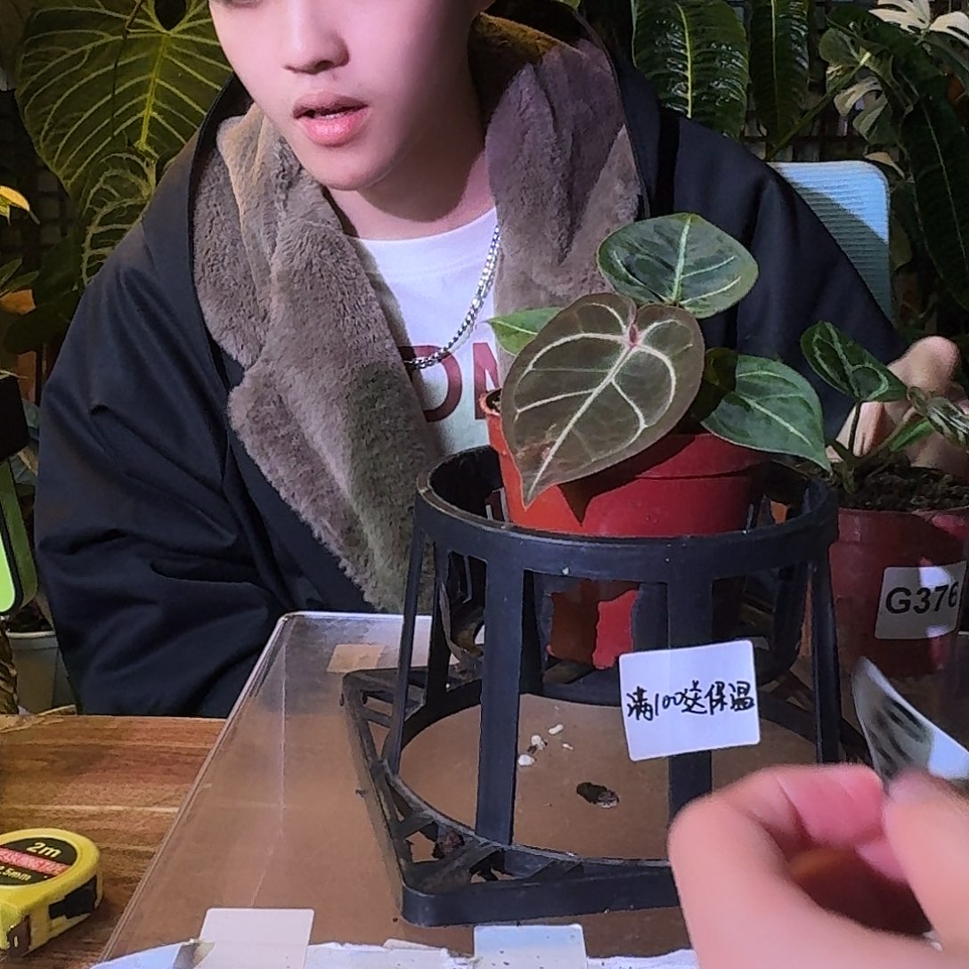 不开花植物G379kos杂粉脉泡泡