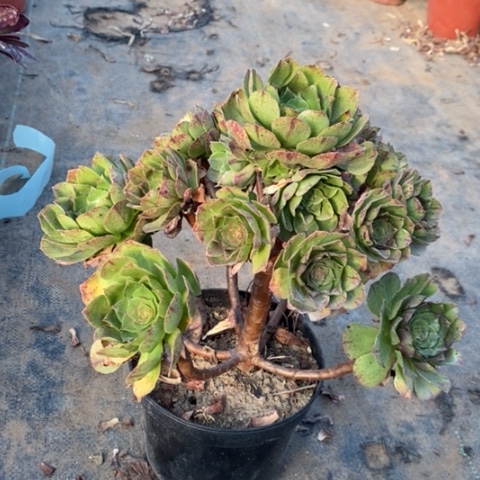 万拉丝多肉植物042